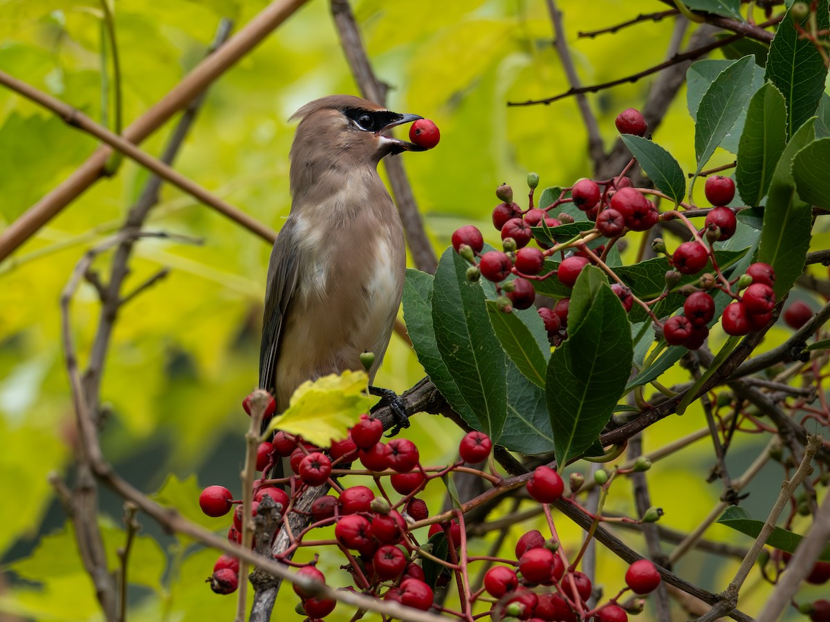 Cedar Waxwing - ML646148129