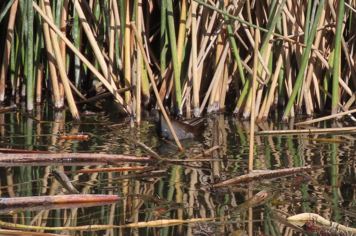 slípka americká - ML646148153