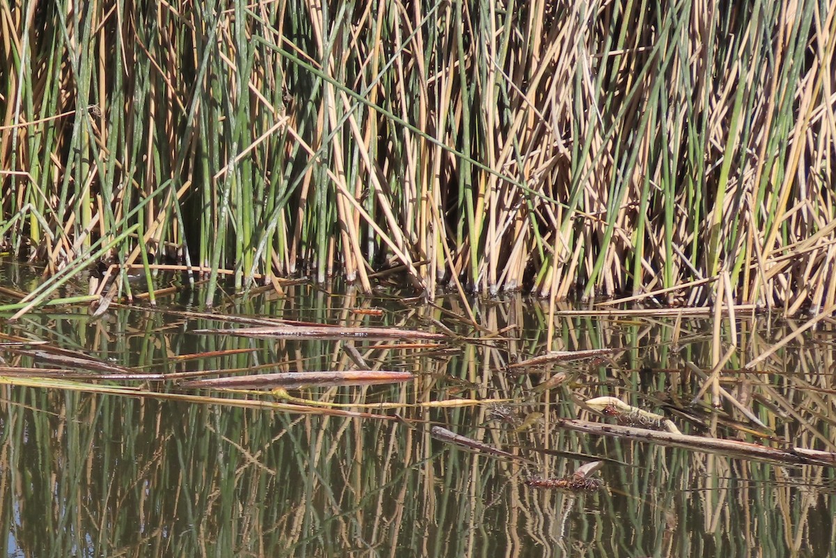 slípka americká - ML646148154