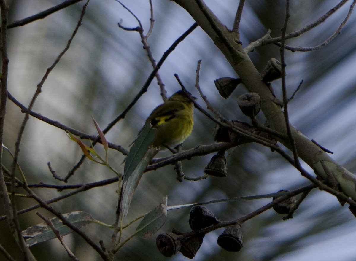 And İsketesi - ML646148160