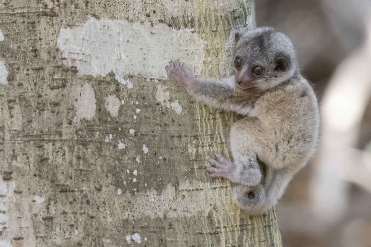 Milne-Edwards' Sportive Lemur - ML646148161