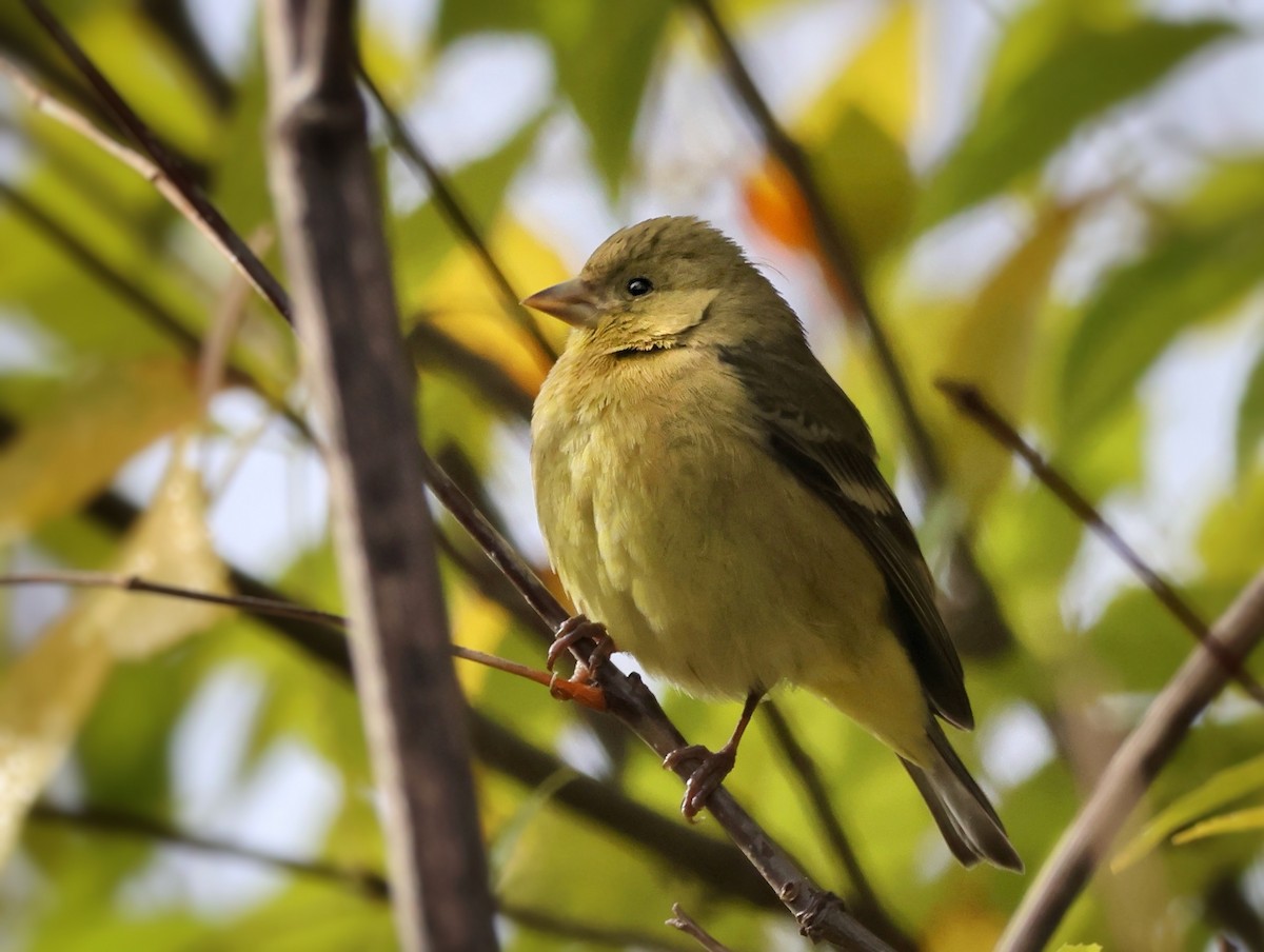 Lesser Goldfinch - ML646148167