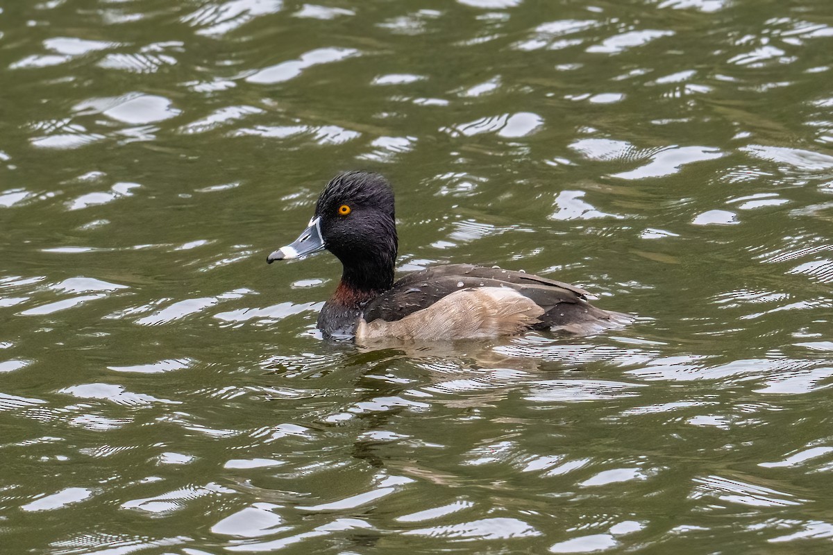 Ring-necked Duck - ML646148174