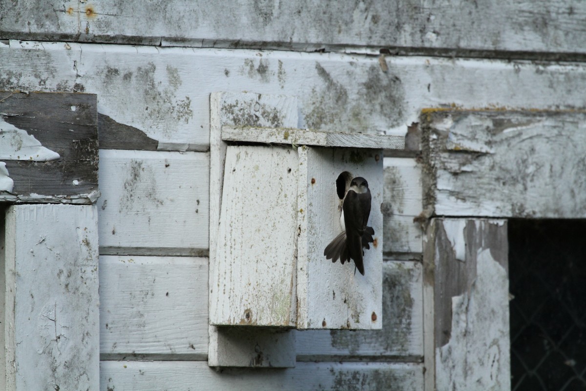 Ластівка сільська - ML646148176