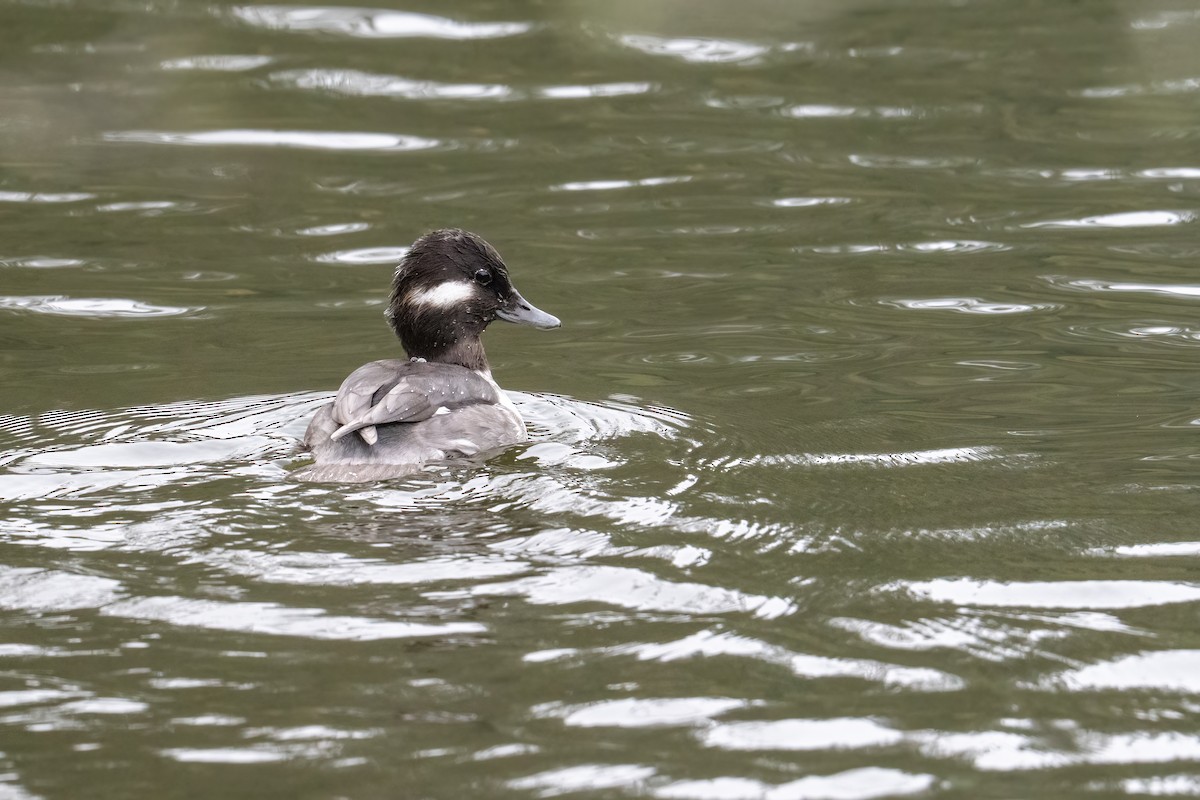 Bufflehead - ML646148179