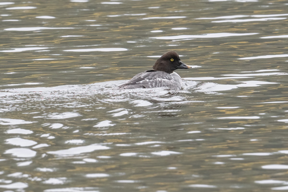 Common Goldeneye - ML646148187