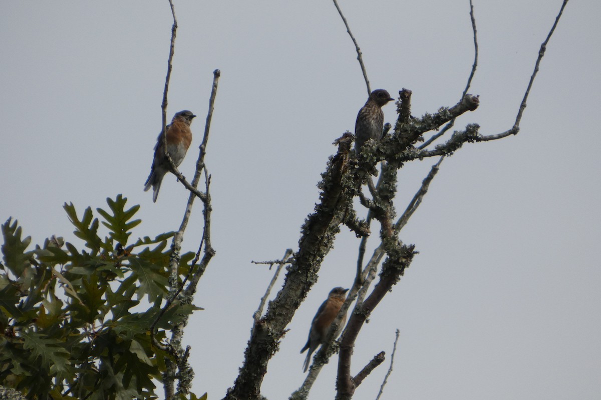 Eastern Bluebird - ML646148198