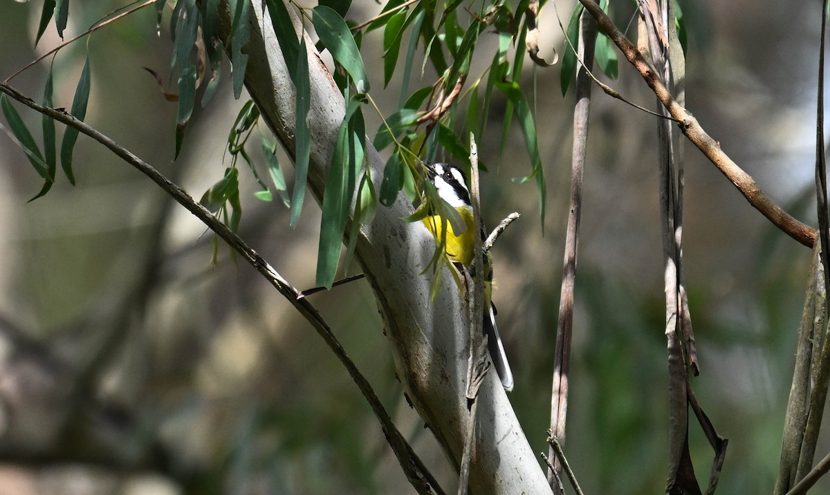 Eastern Shrike-tit - ML646148206