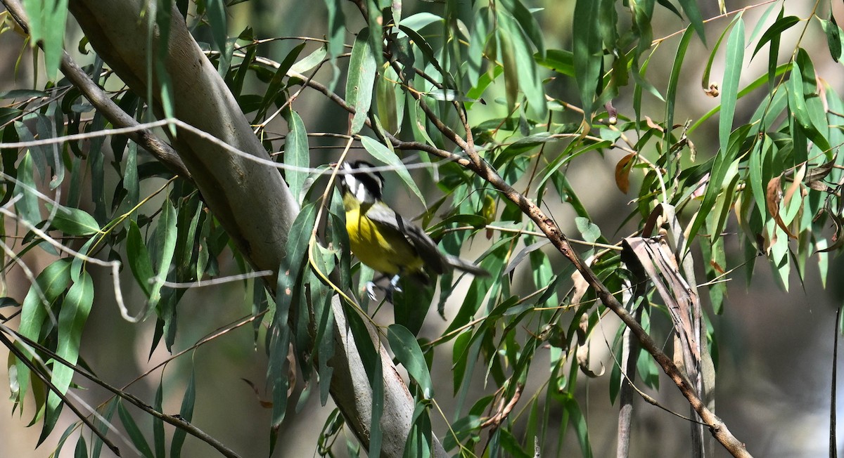 Eastern Shrike-tit - ML646148207