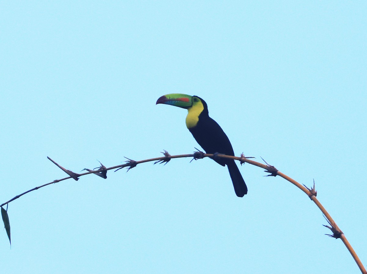 Keel-billed Toucan - ML646148211