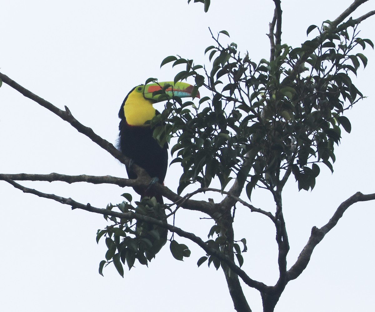 Keel-billed Toucan - ML646148212
