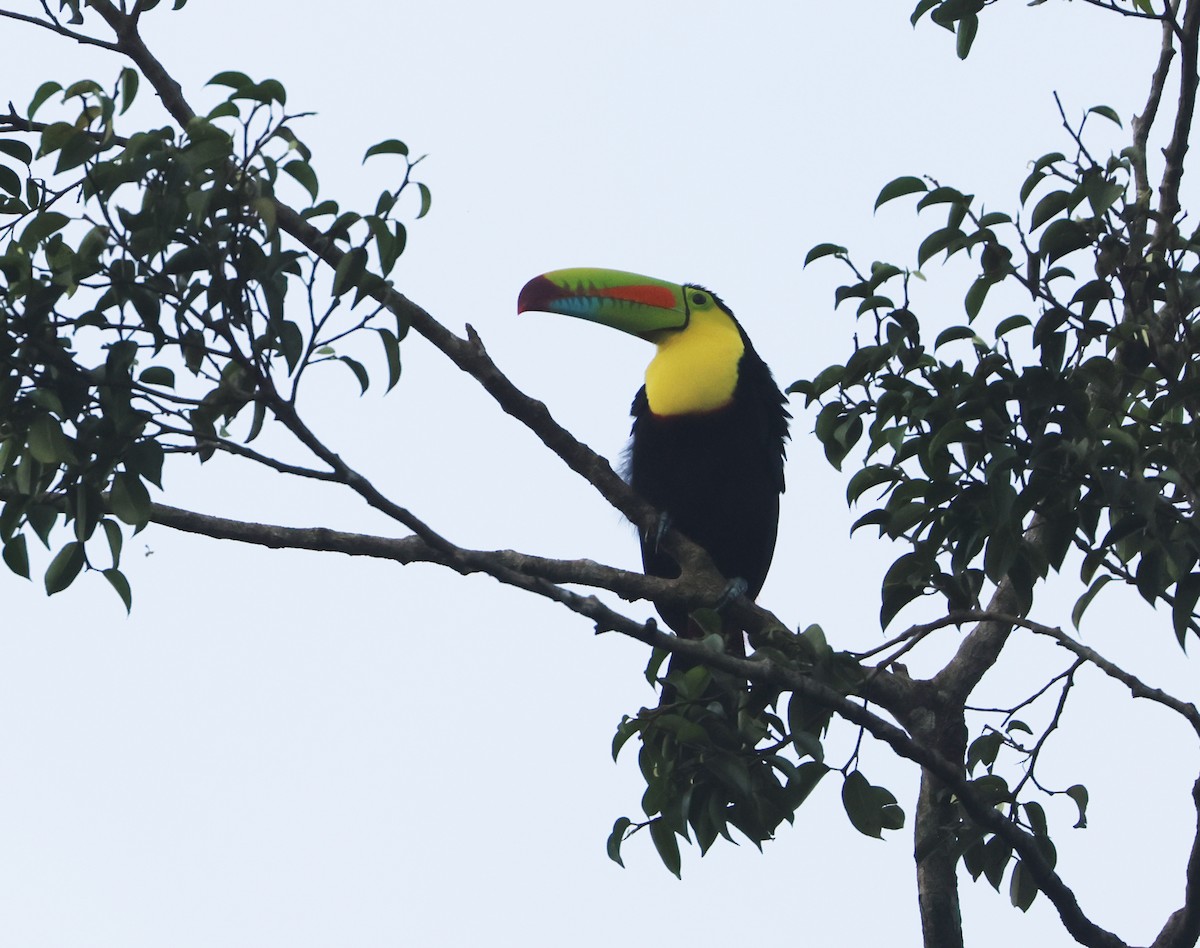 Keel-billed Toucan - ML646148213