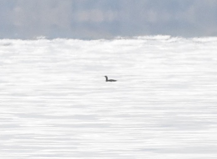 Red-throated Loon - ML646148216
