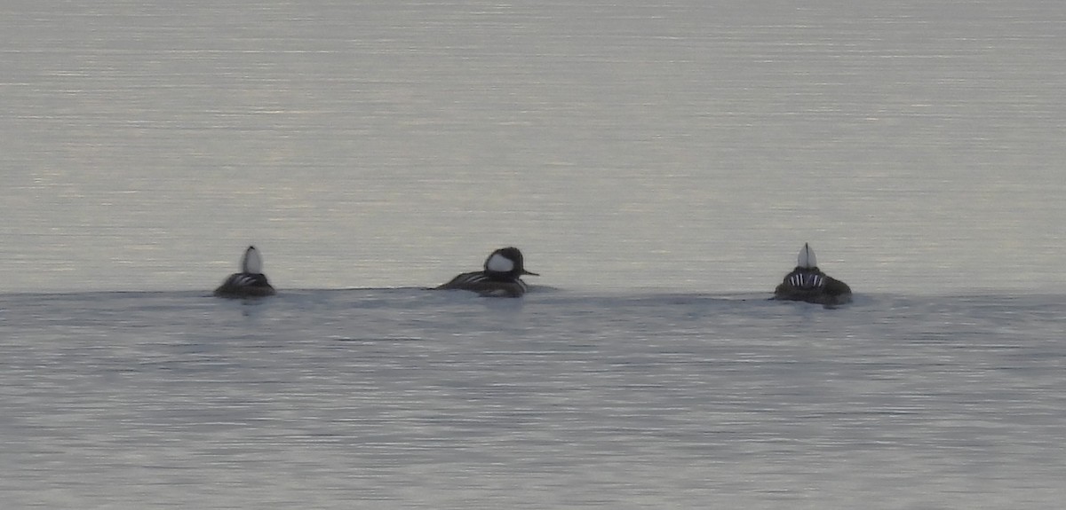Hooded Merganser - ML646148218