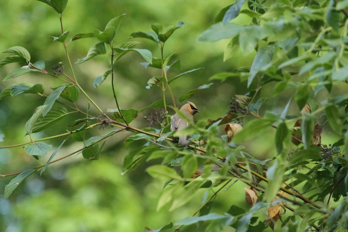 Cedar Waxwing - ML646148238