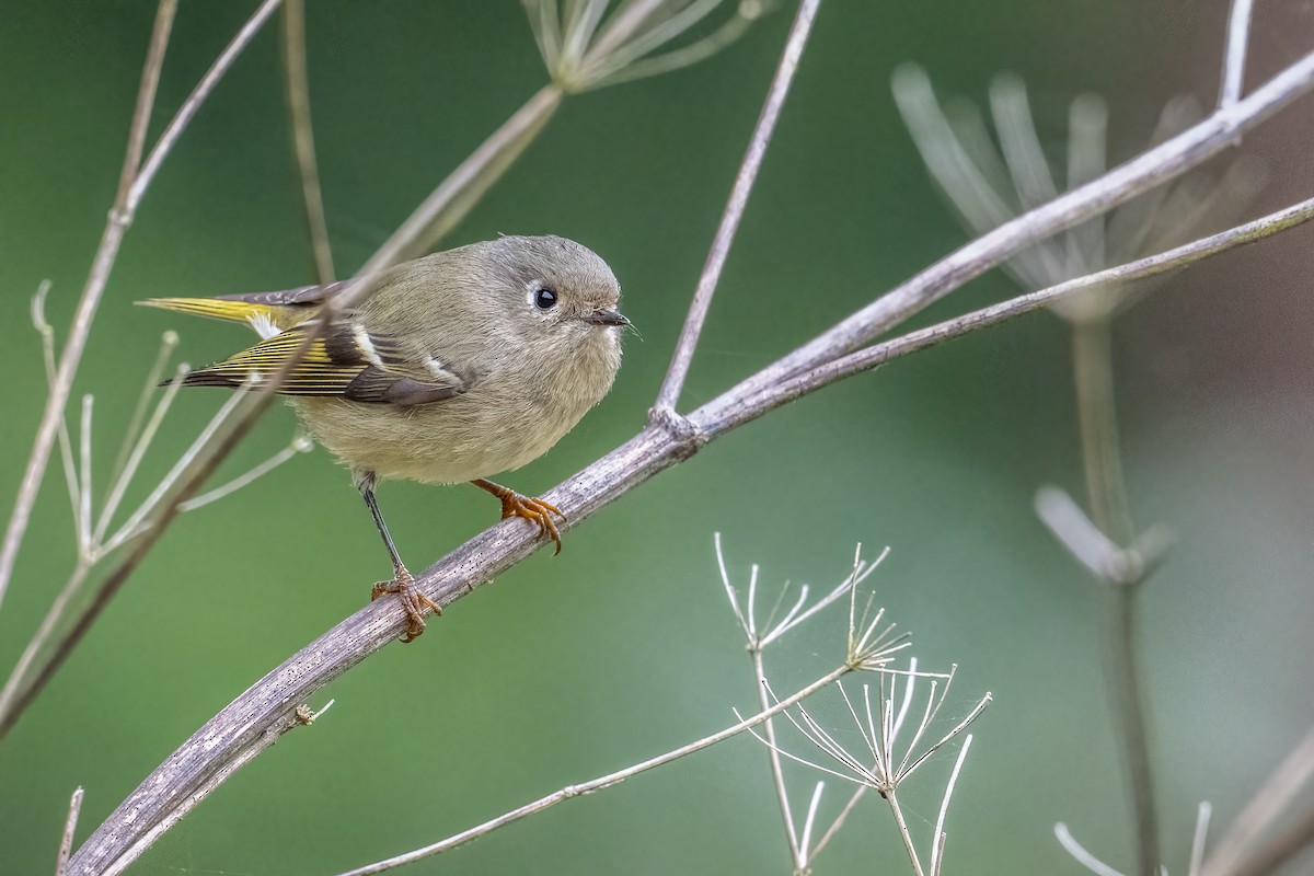 Ruby-crowned Kinglet - ML646148241