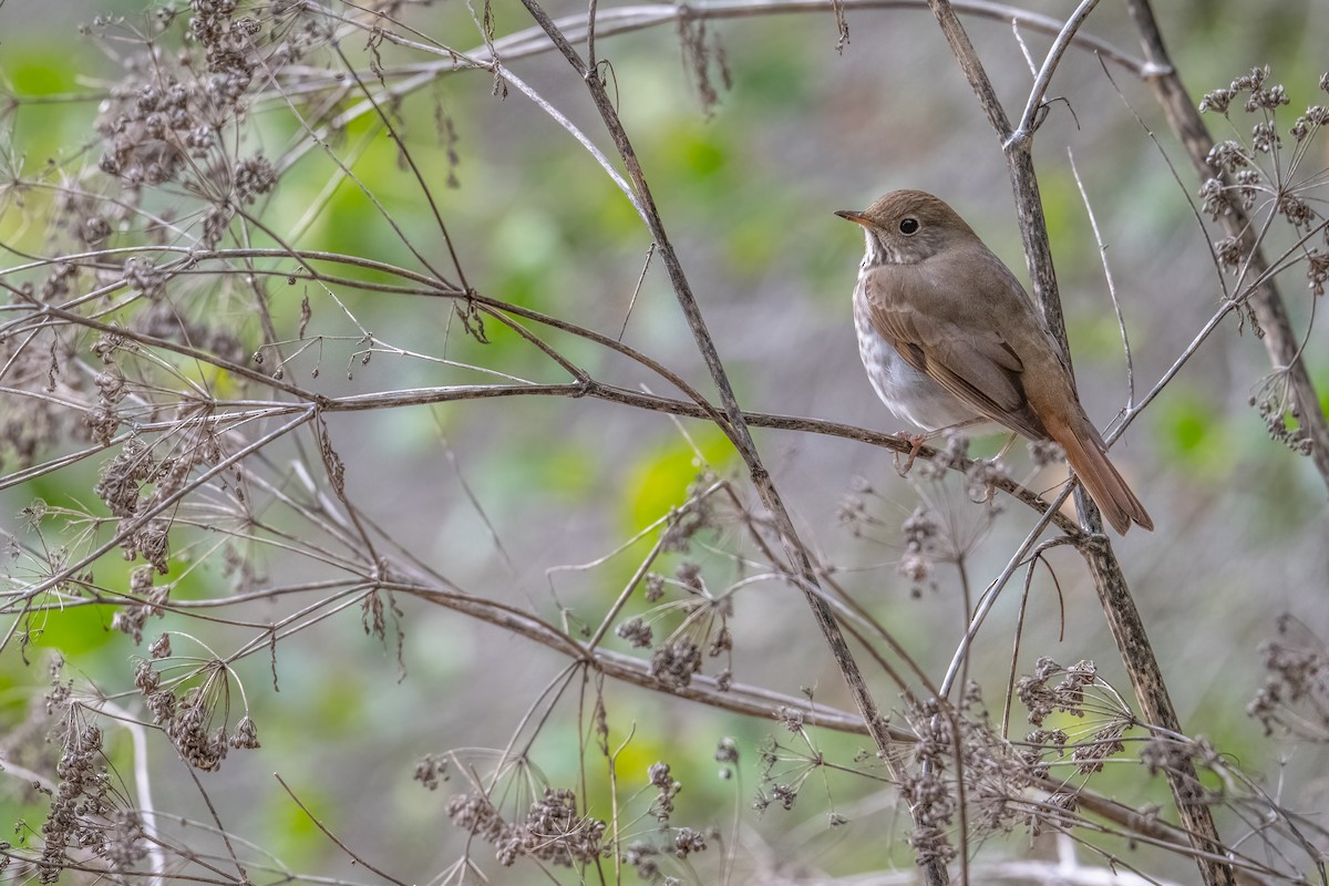 Hermit Thrush - ML646148247