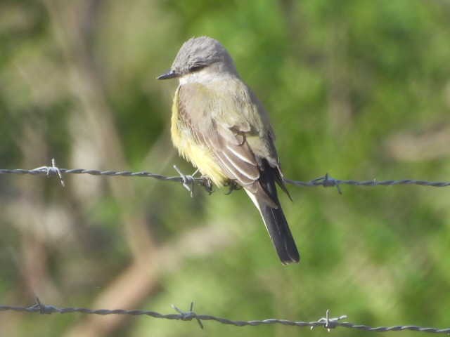 ニシタイランチョウ - ML646148266