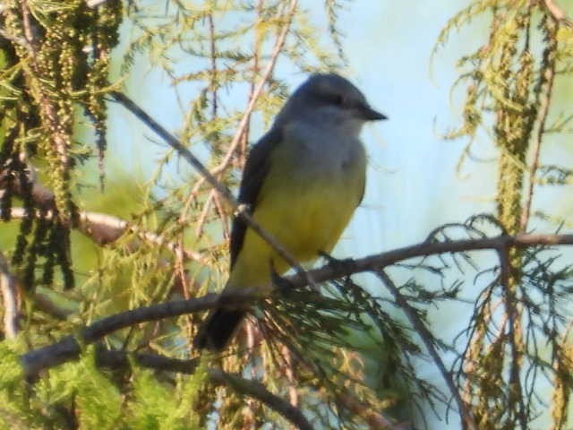 ニシタイランチョウ - ML646148267