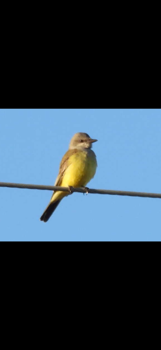 ニシタイランチョウ - ML646148268