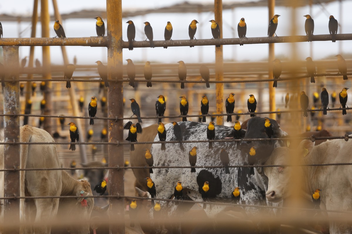 Yellow-headed Blackbird - ML646148283