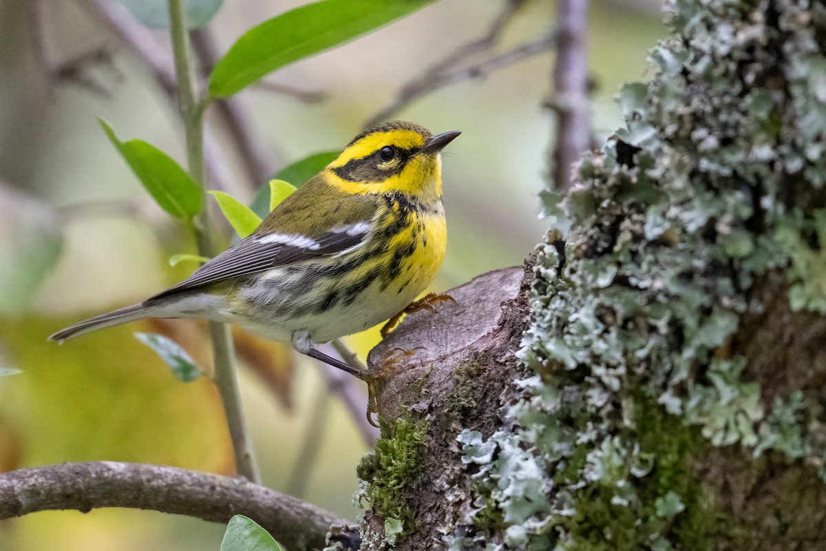 Townsend's Warbler - ML646148293