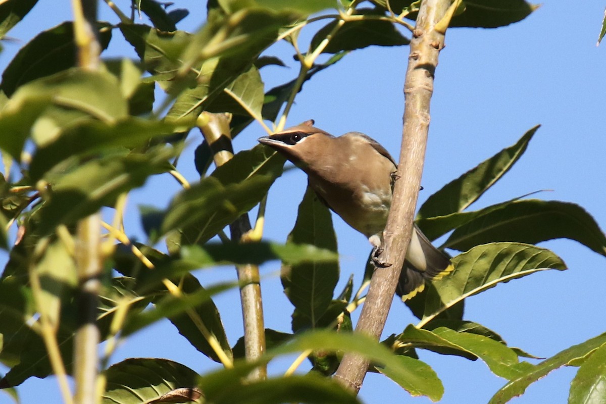 Cedar Waxwing - ML646148297