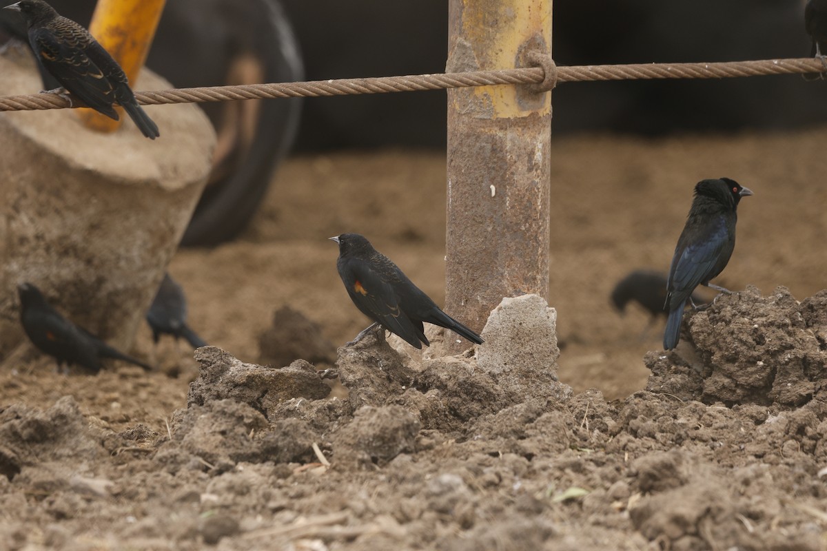 Red-winged Blackbird (Red-winged) - ML646148300