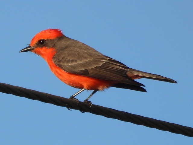 ベニタイランチョウ - ML646148305