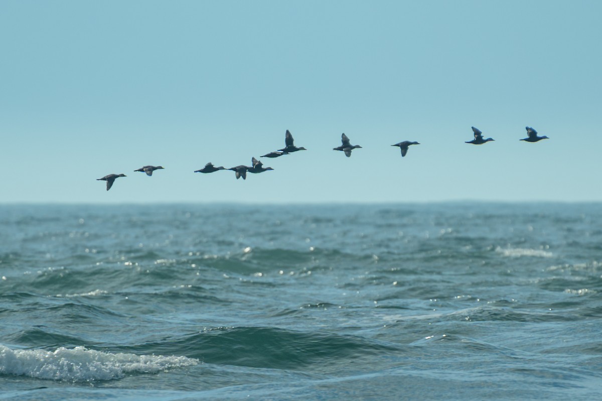 amerikasvartand - ML646148309