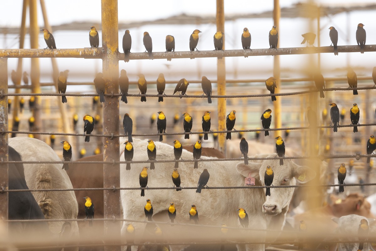 Yellow-headed Blackbird - ML646148314