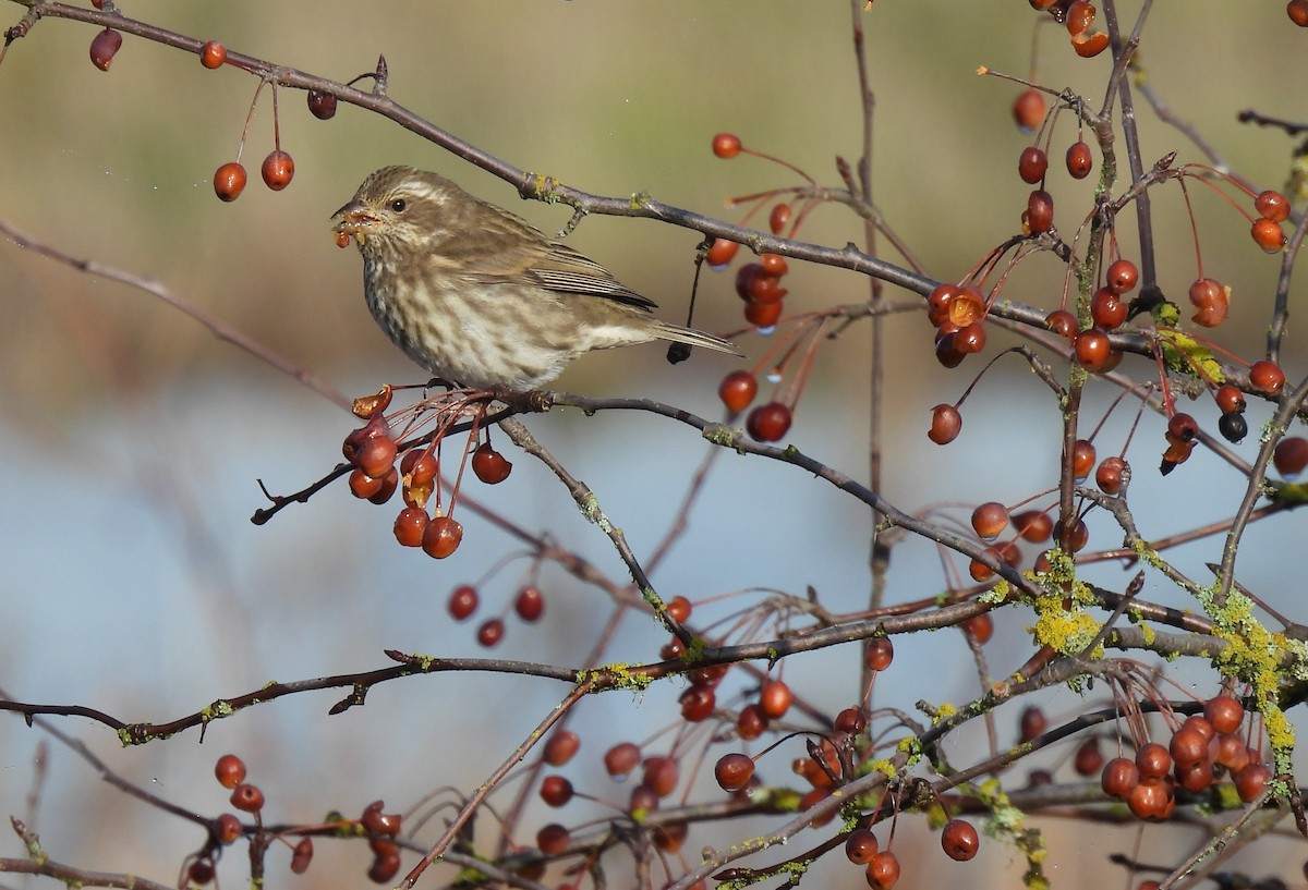 Purple Finch - ML646148318