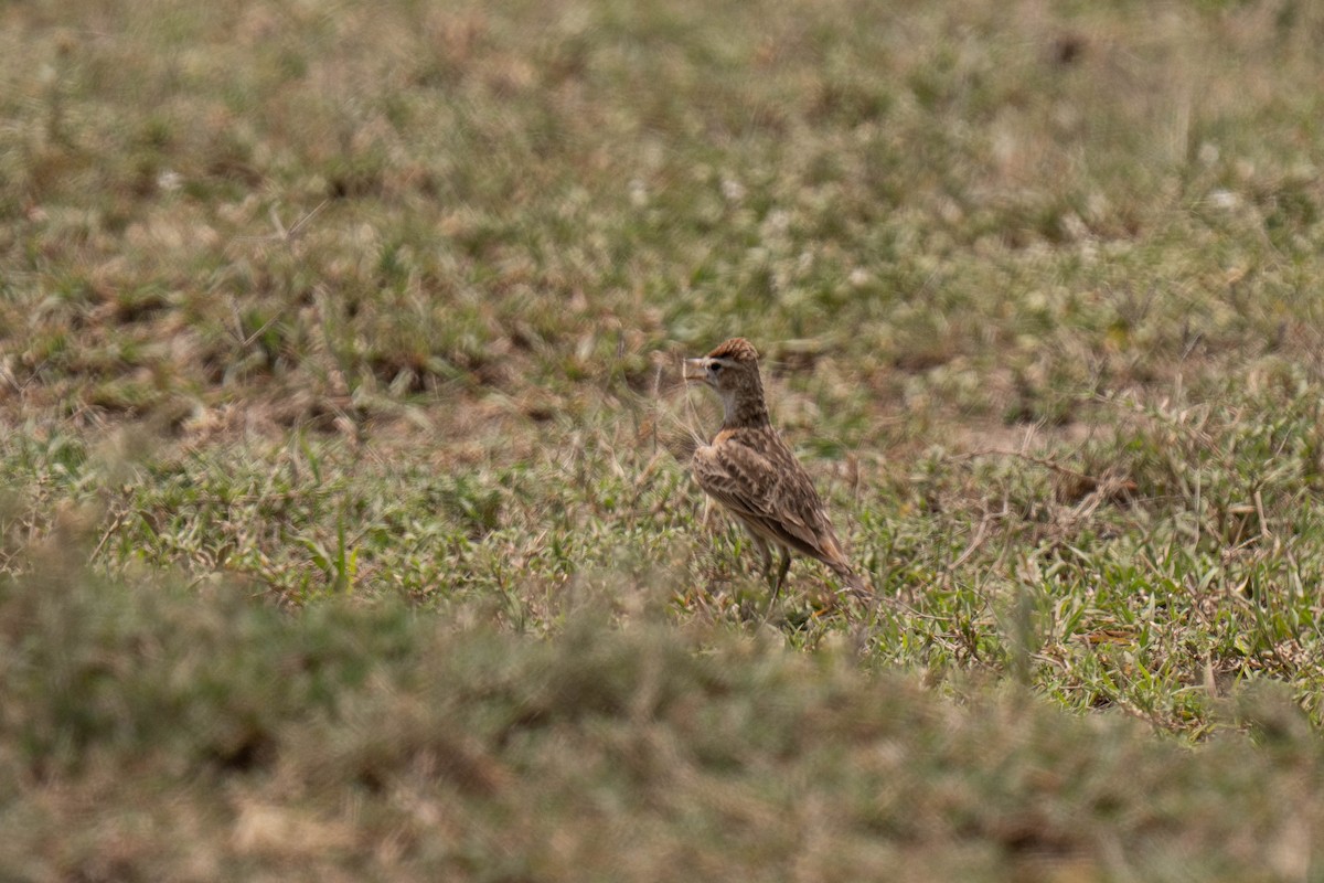 アフリカヒメコウテンシ - ML646148319