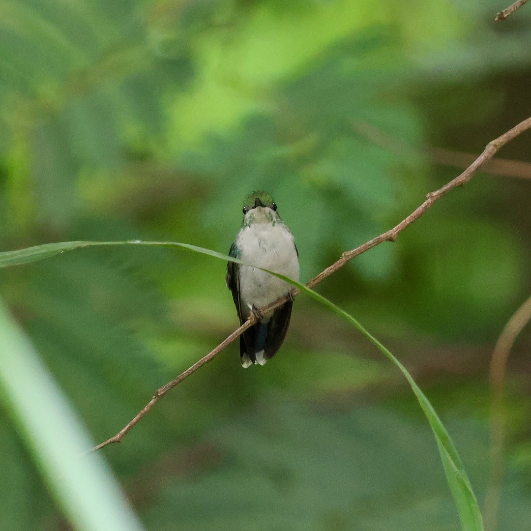 Fork-tailed Woodnymph - ML646148343