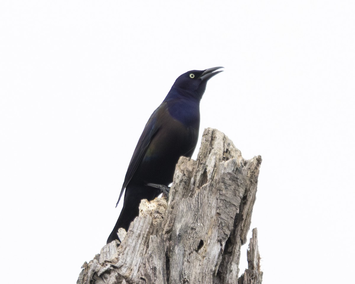 Zanate Común - ML646148347