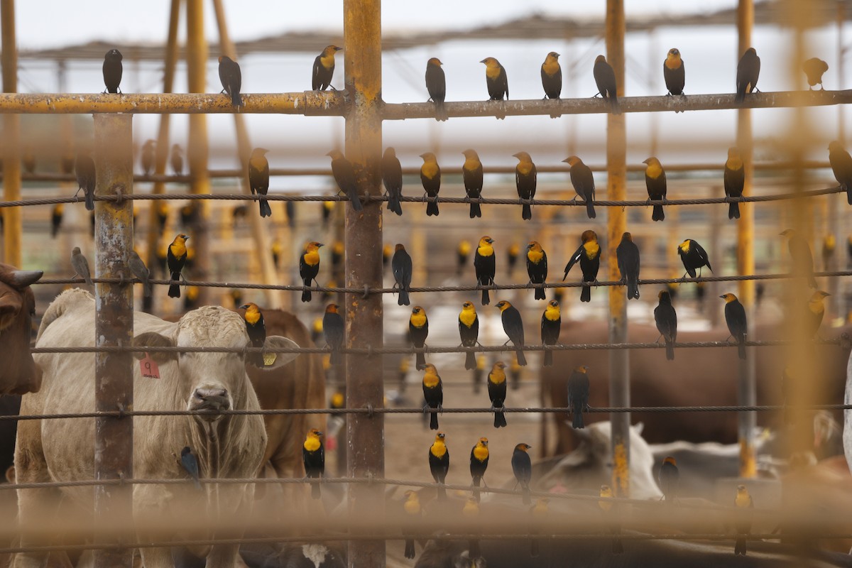 Yellow-headed Blackbird - ML646148359