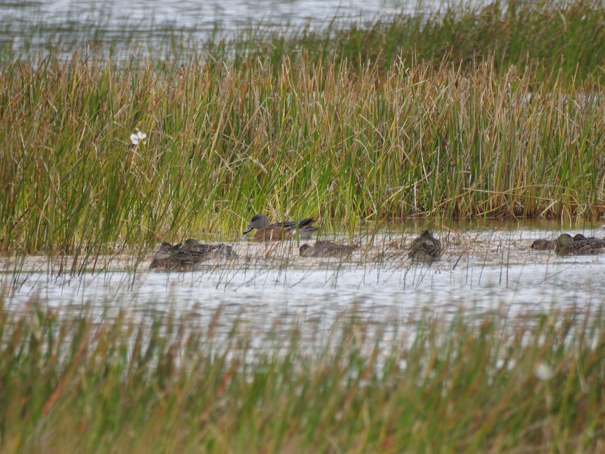 American Wigeon - ML646148360