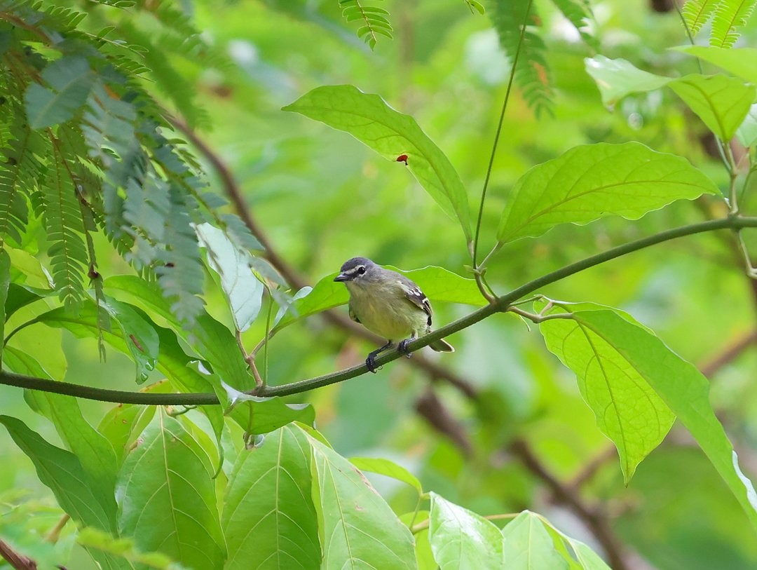 White-lored Tyrannulet - ML646148362