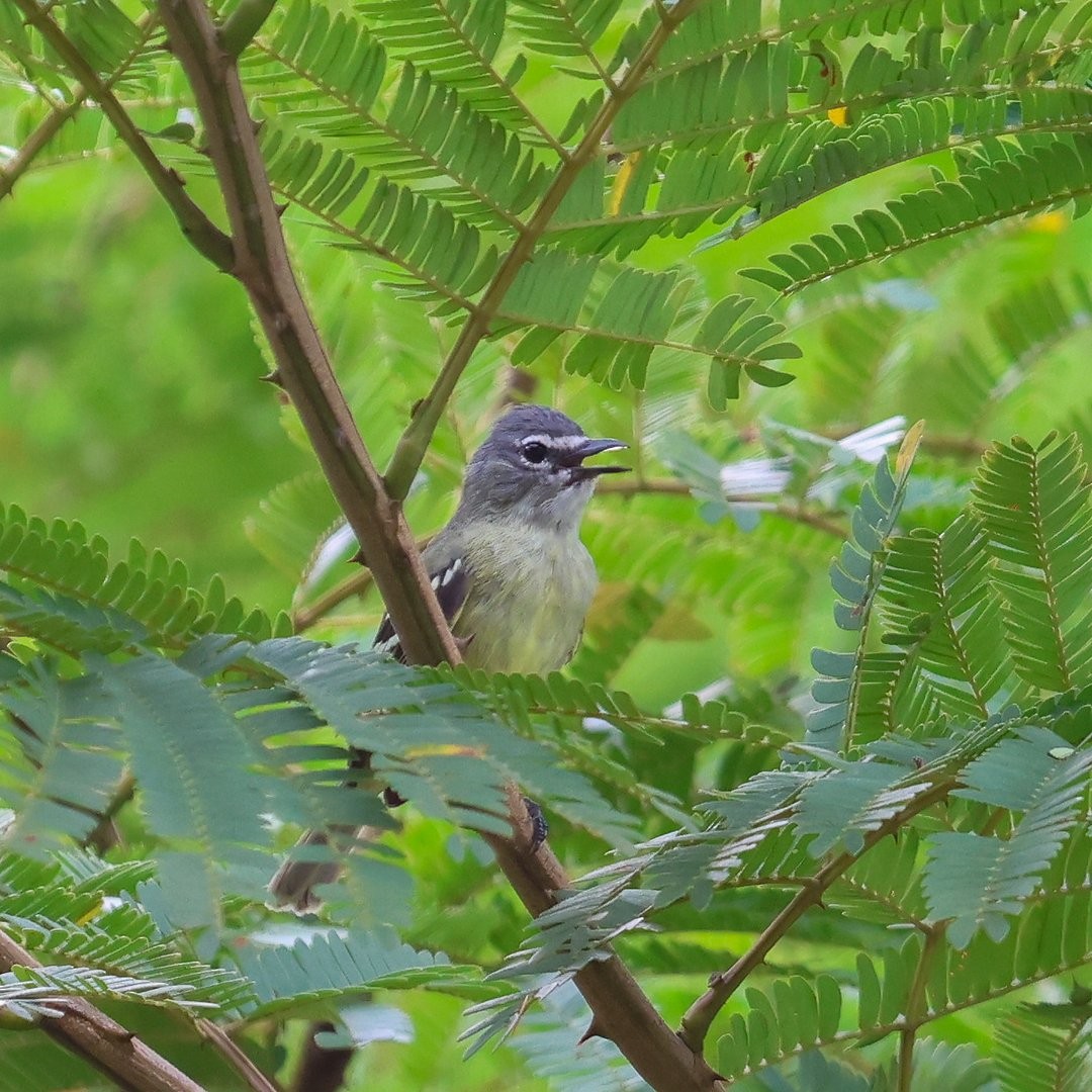 White-lored Tyrannulet - ML646148363