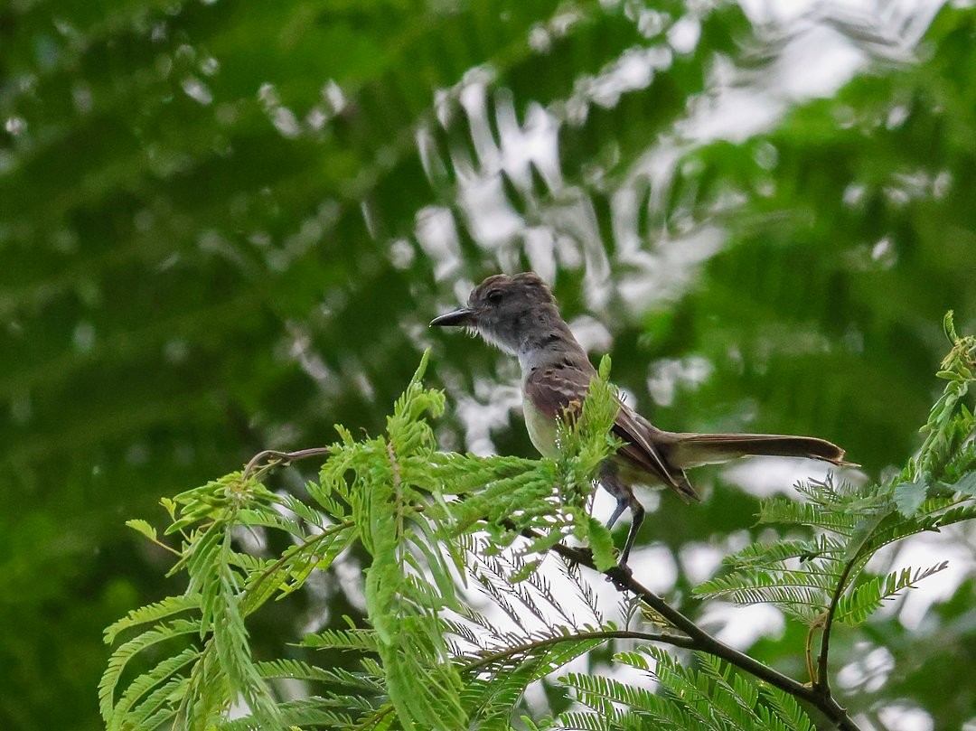 Pale-bellied Mourner - ML646148383