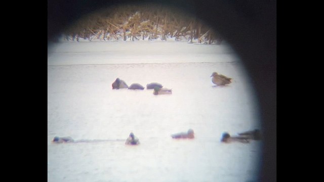 American Black Duck - ML646148391