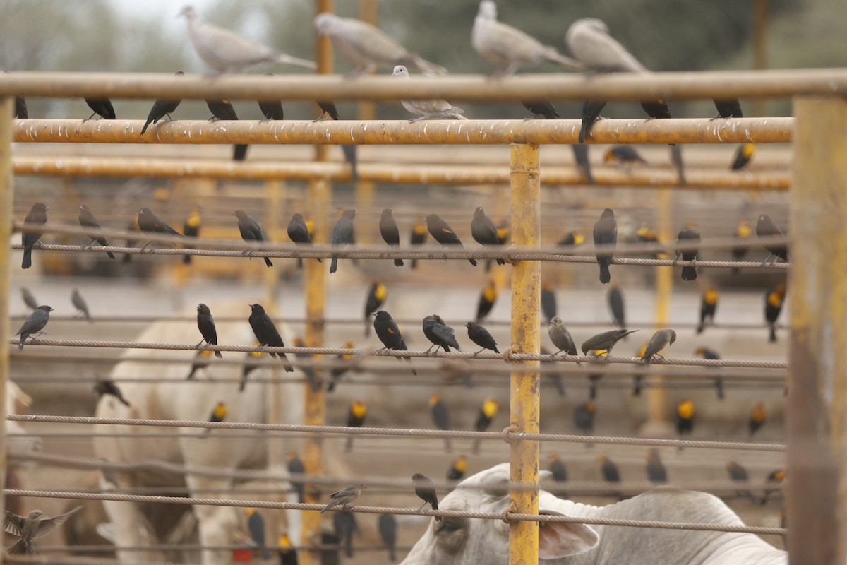 שחרורית חומת-ראש - ML646148393