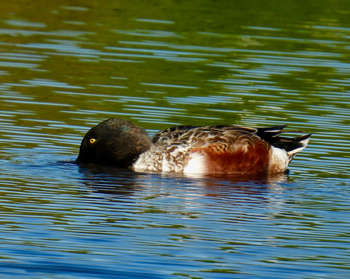 Northern Shoveler - ML646148402