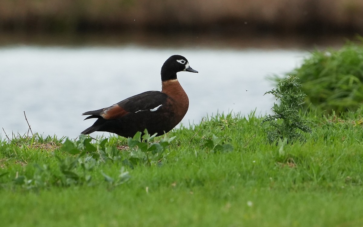 Casarca australiana - ML646148408