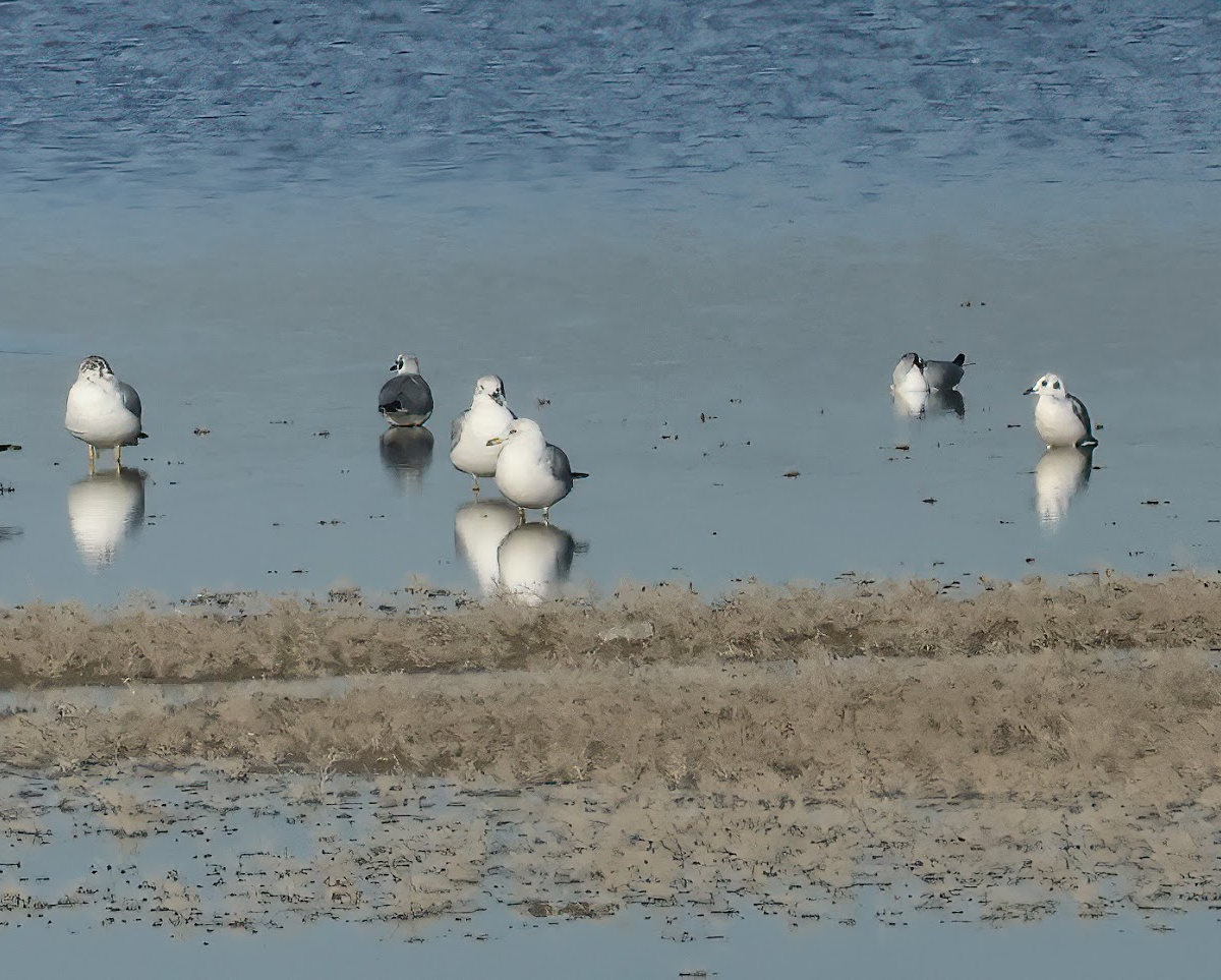 Gavina americana - ML646148416