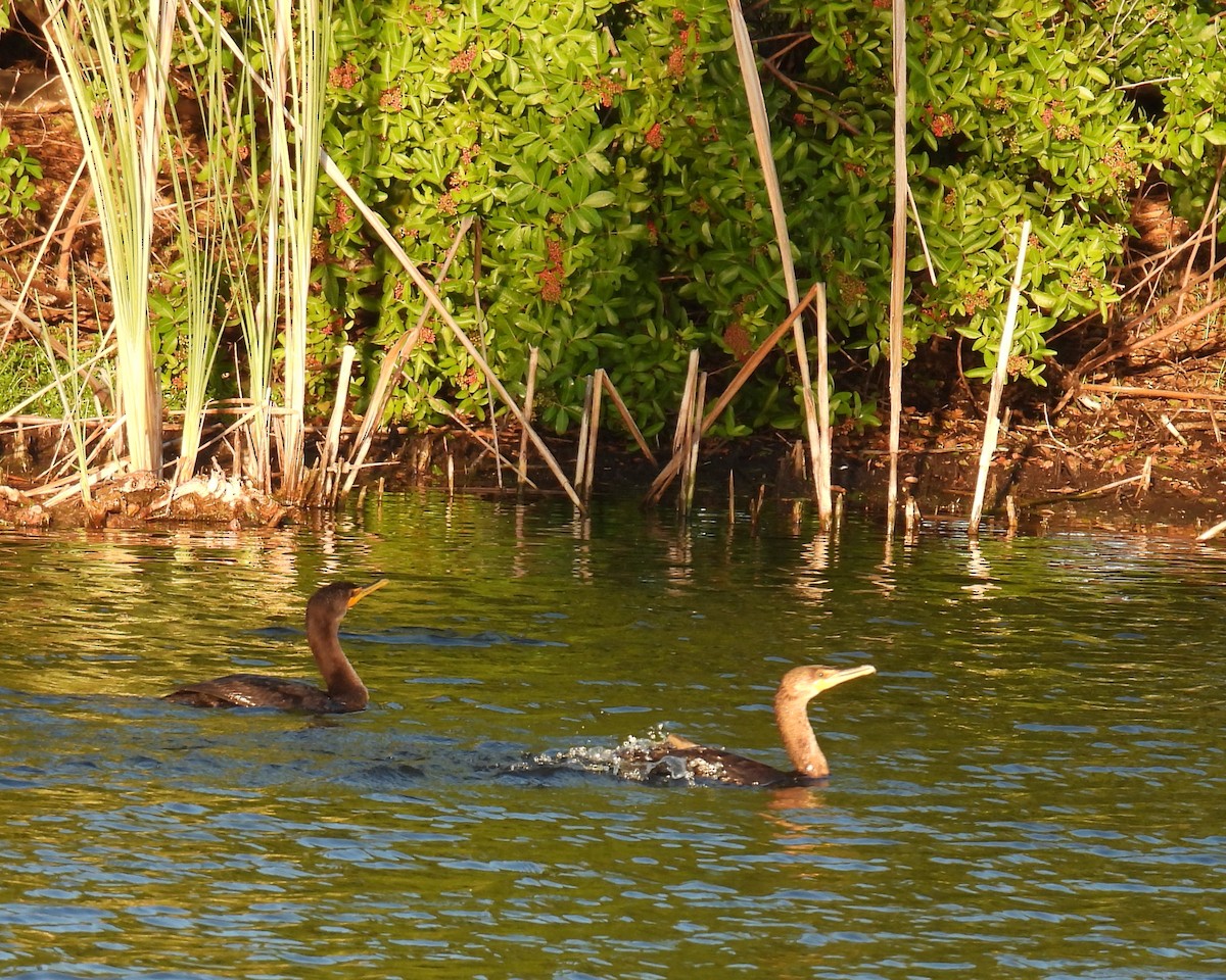 Double-crested Cormorant - ML646148464
