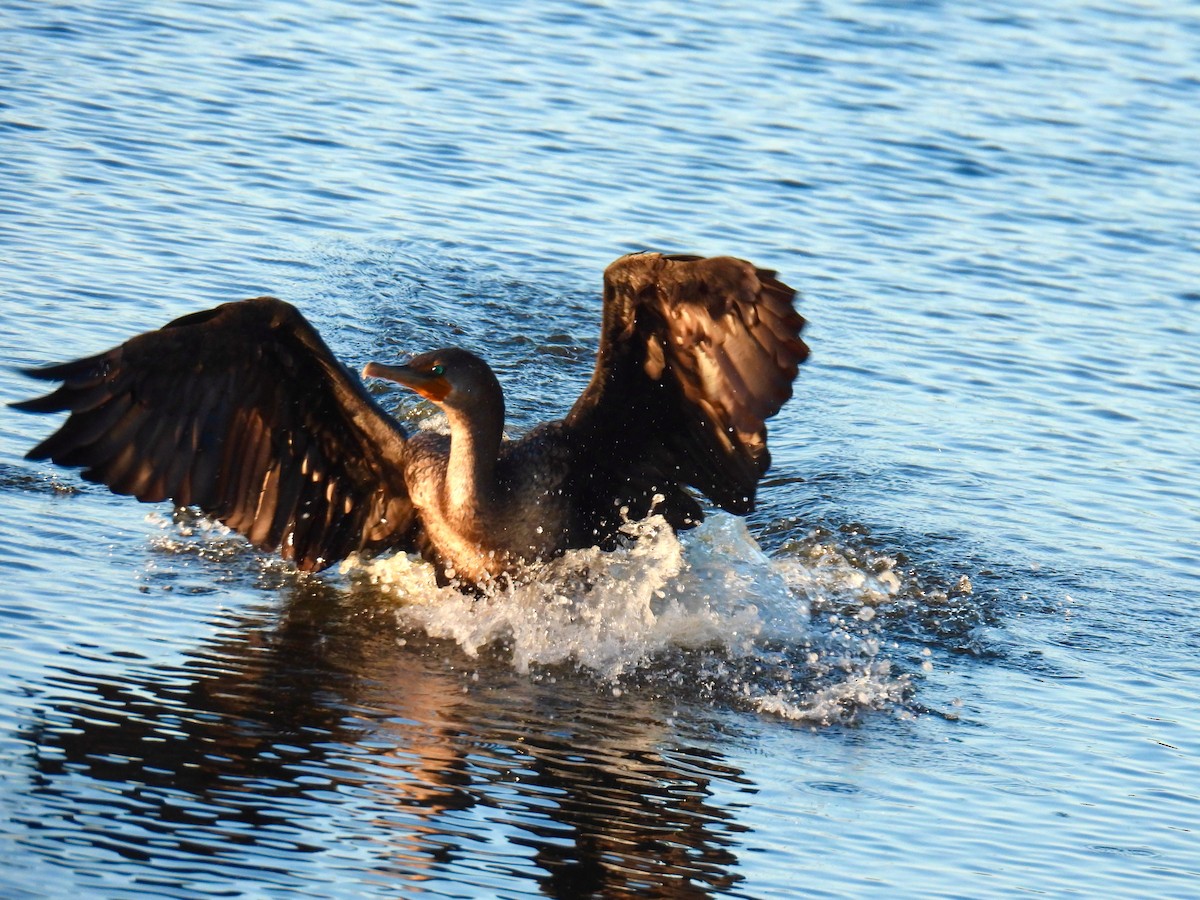 Double-crested Cormorant - ML646148467