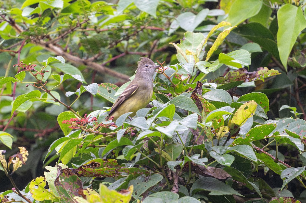 Желтобрюхая эления - ML646148474