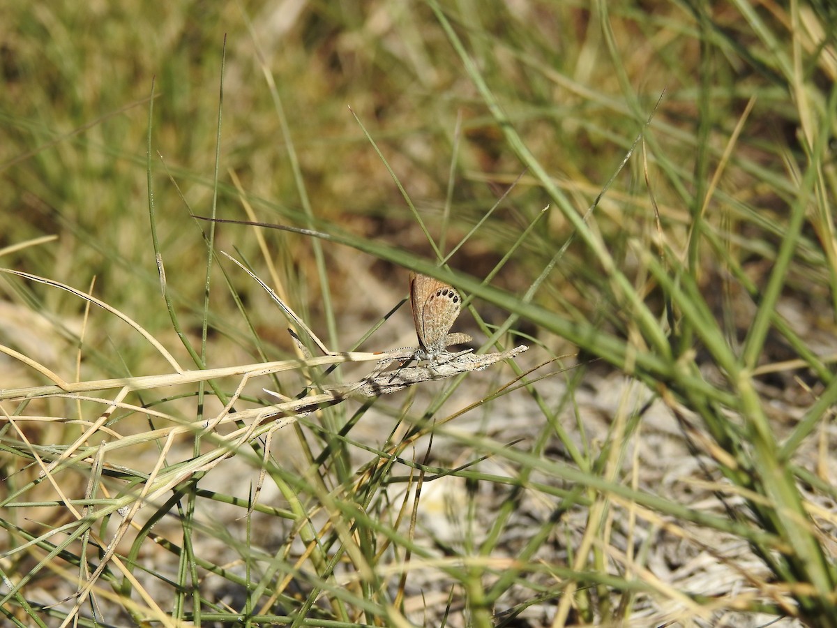 Eastern Pygmy-Blue - ML646148476