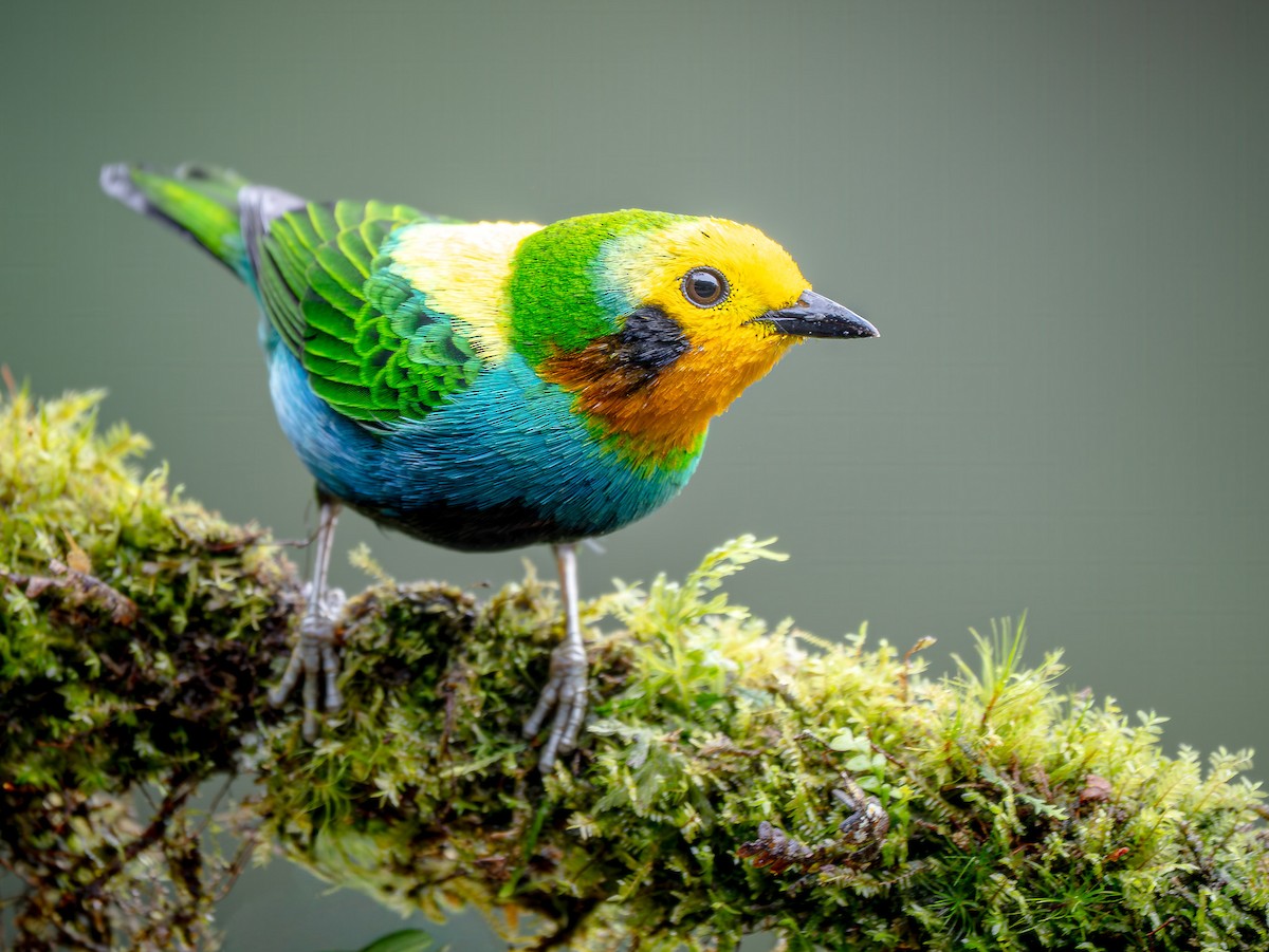 Schwarzohr-Bunttangare - ML646148477